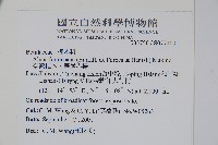 臺灣赤楊、臺灣榿木藏品圖，第2張