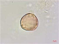 大黃鱔藤藏品圖，第2張