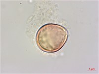 大黃鱔藤藏品圖，第3張