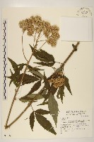 登錄號:S077102藏品圖，第1張