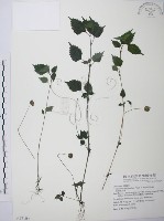 長梗盤花麻藏品圖，第1張