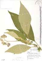 野煙樹藏品圖，第1張