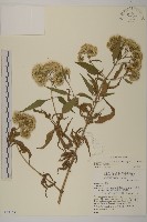 假澤蘭藏品圖，第1張