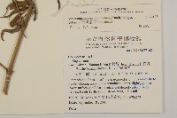 假澤蘭藏品圖，第2張