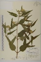 假澤蘭藏品圖，第1張