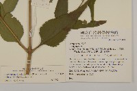 假澤蘭藏品圖，第2張