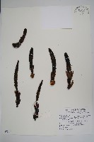 穗花蛇菰藏品圖，第1張