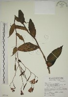 臺灣油點草藏品圖，第1張