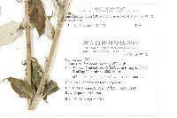 臺灣青木香藏品圖，第2張