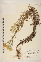 秋鼠麴草藏品圖，第1張