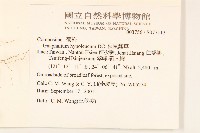 秋鼠麴草藏品圖，第2張