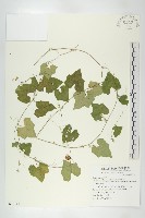 馬交兒藏品圖，第1張