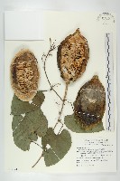 芋葉括樓藏品圖，第1張