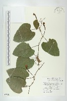 芋葉括樓藏品圖，第1張