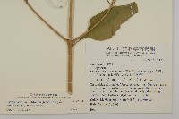 假澤蘭藏品圖，第2張