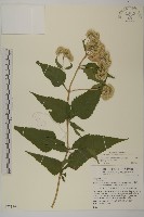 假澤蘭藏品圖，第1張