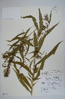 大本山梗菜藏品圖，第1張