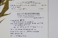 大本山梗菜藏品圖，第2張