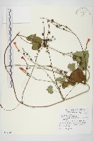 心葉蔦蘿藏品圖，第1張