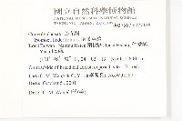 心葉蔦蘿藏品圖，第2張