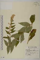 珍珠蒿、奇蒿藏品圖，第1張