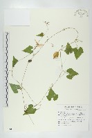 瓣瓜藏品圖，第1張