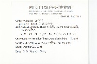 紅花野牽牛藏品圖，第2張