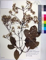 厚葉鐵線蓮藏品圖，第1張