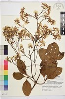 厚葉鐵線蓮藏品圖，第2張