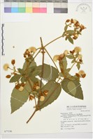 銹毛鐵線蓮藏品圖，第1張