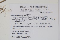 薄葉細辛、尾花細辛藏品圖，第2張