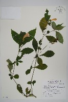 臺灣馬藍藏品圖，第1張