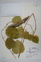 華他卡藤藏品圖，第1張