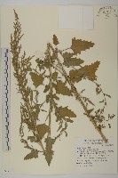 藜、灰藜藏品圖，第1張