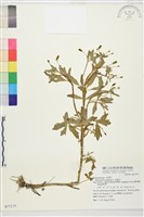 石龍芮藏品圖，第1張