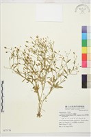 石龍芮藏品圖，第1張