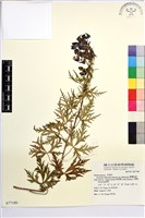 臺灣烏頭藏品圖，第1張