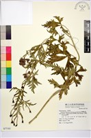 臺灣烏頭藏品圖，第1張