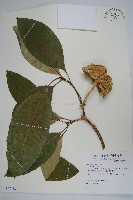 蟾蜍樹藏品圖，第1張