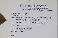 蟾蜍樹藏品圖，第2張