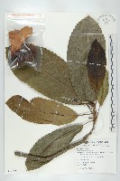 第倫桃藏品圖，第1張