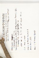 第倫桃藏品圖，第2張