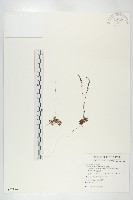 小毛氈苔藏品圖，第1張