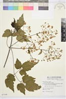 串鼻龍藏品圖，第1張