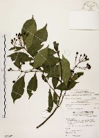 臺灣石楠藏品圖，第1張