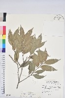 烏來柯藏品圖，第1張