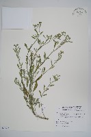 伏毛天芹菜藏品圖，第1張