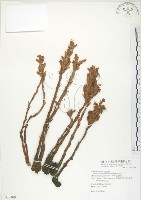 列當藏品圖，第1張