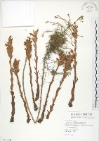 列當藏品圖，第1張