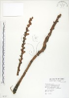 列當藏品圖，第1張